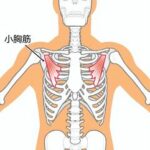 小胸筋が原因の腕のしびれ