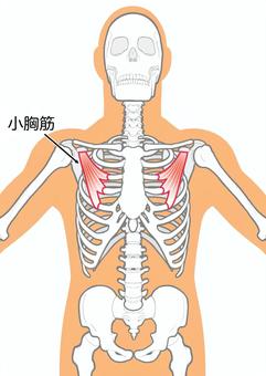 小胸筋が原因の腕のしびれ