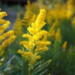 秋の花粉症に注意！首・肩のこりとの関係