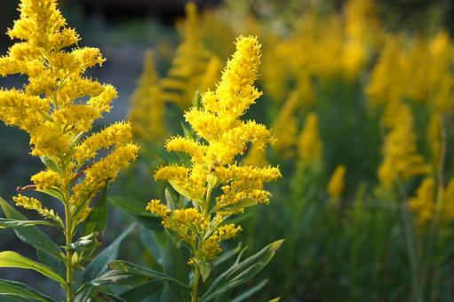 秋の花粉症に注意！首・肩のこりとの関係